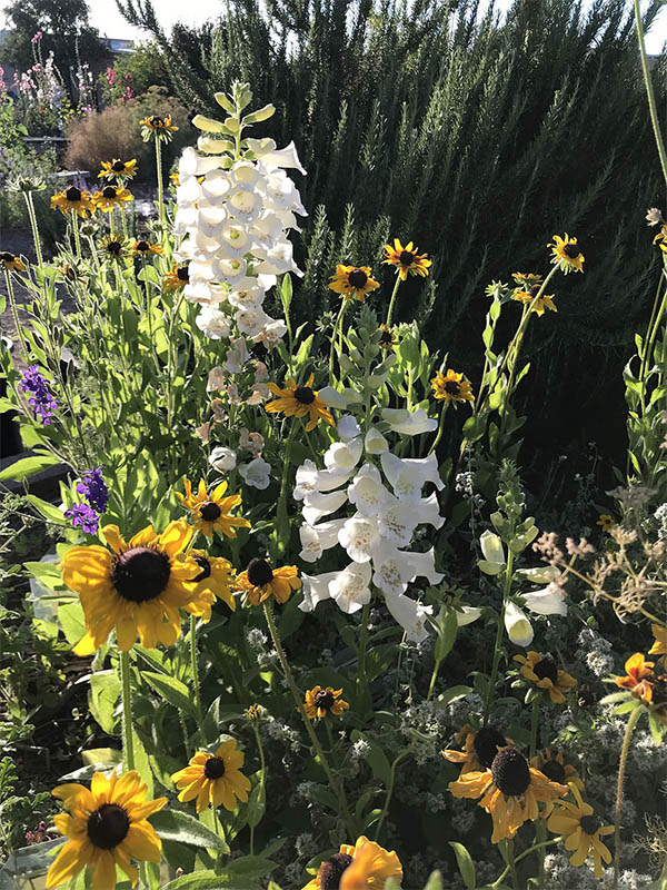 Photo-2-AHA--PR-conv.-20225-herbs