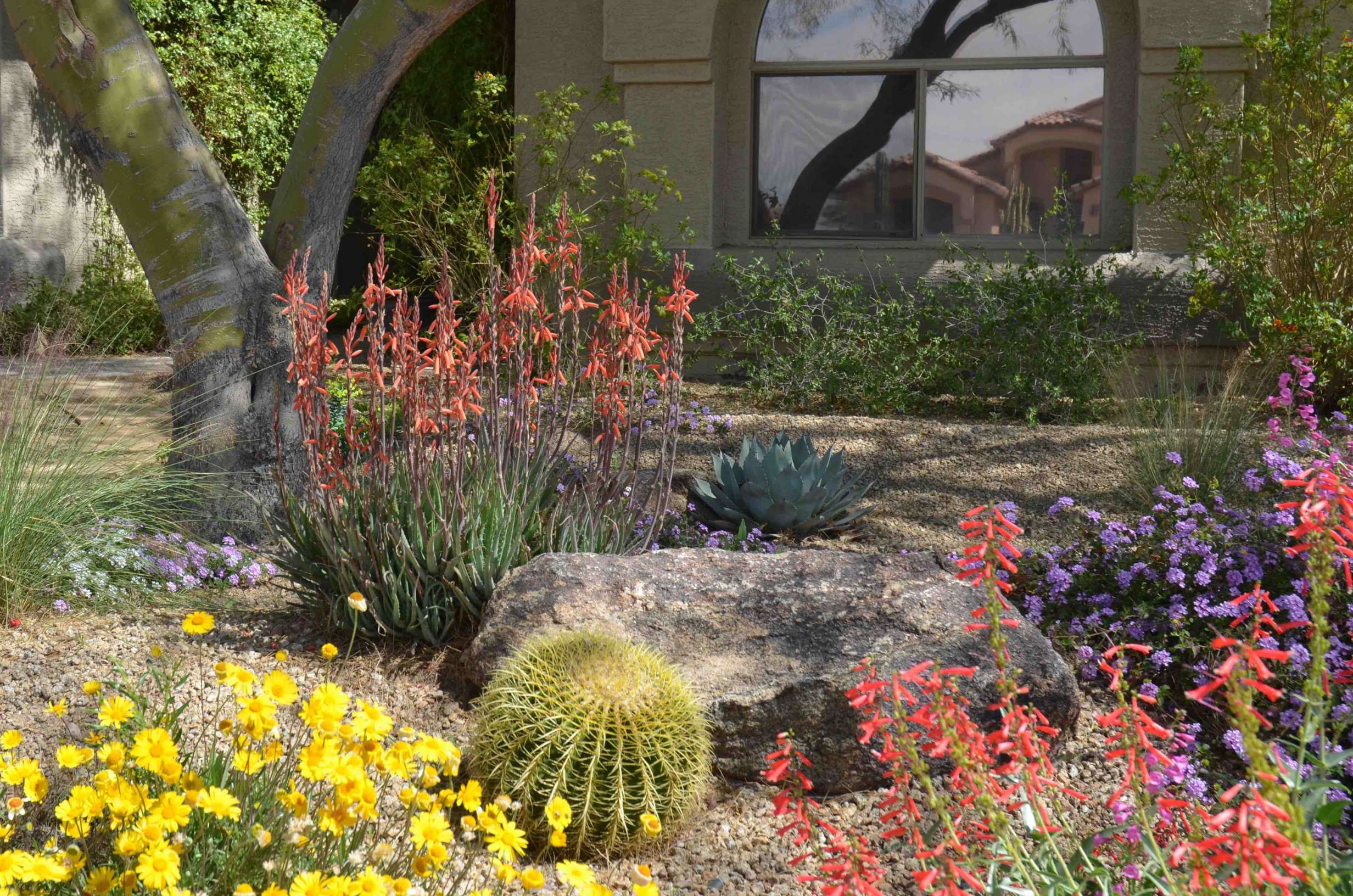 Xeriscaped Front Yard