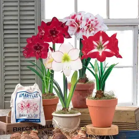 Photo-1-Brecks-Bulbs-Amaryllis-bulbs