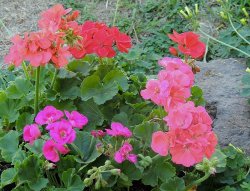 NGC and Pacific Region Newsletters