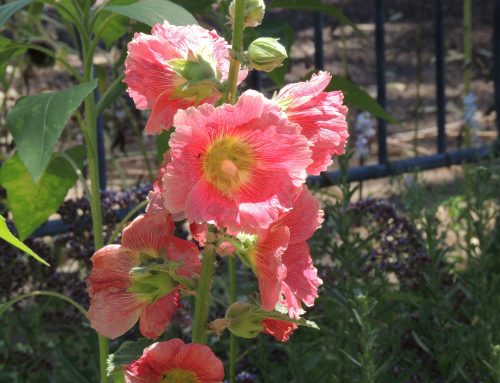 A Short History of NGC and AFGC