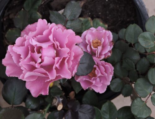 NGC Newsletter – The National Gardener, Spring Issue