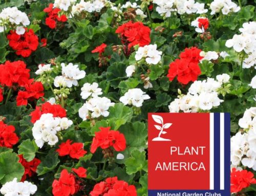Donate to Plant America