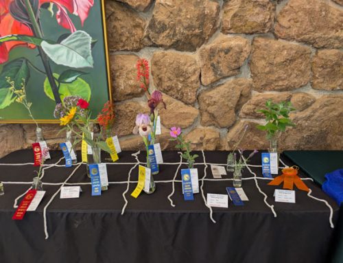 Spring Fever 2026: A Celebration of Blooms and Artistry