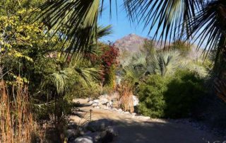 Tohono Chul Palms