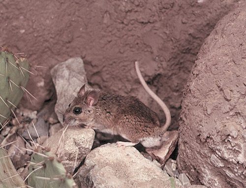 Arizona Pack Rat – How It Affects Our Environment
