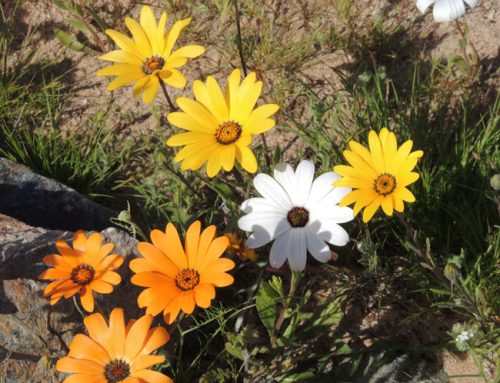 NGC Summer Newsletter