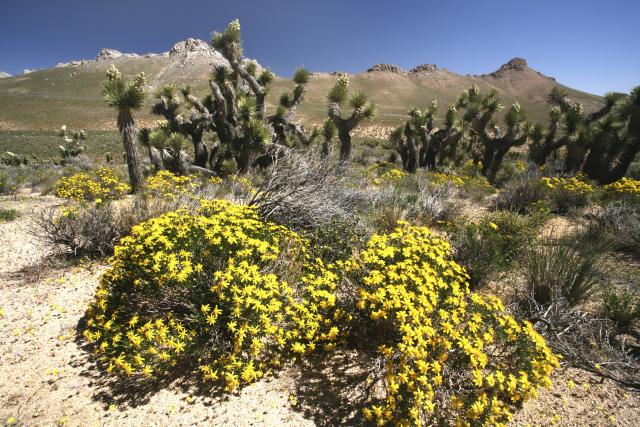 Bob Wick from BLM photo of Joshua Trees