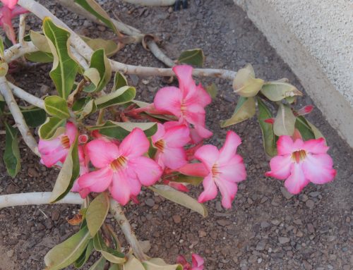 Desert Rose