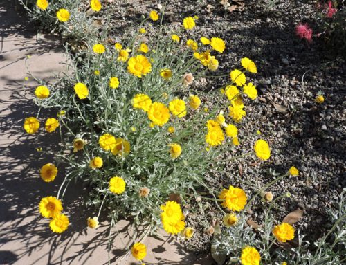 Operation Wildflower