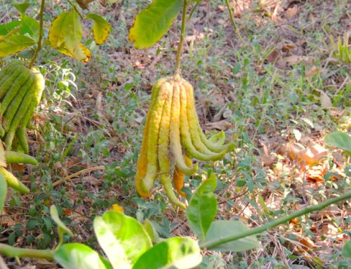 Buddha’s Hand – An Ancient Fruit